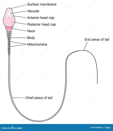 spermatozoide|Spermatozoa 